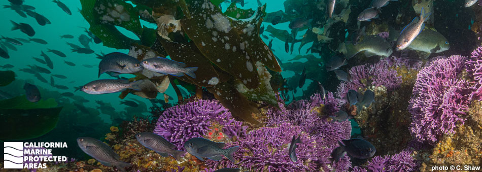 underwater fish and kelp